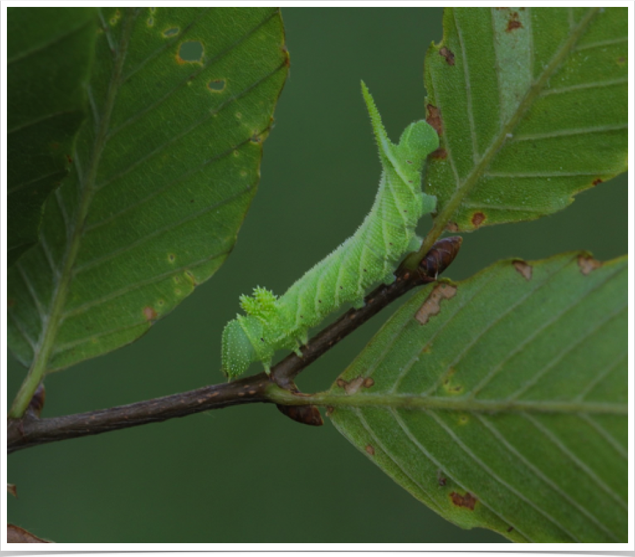 Ceratomia amyntor
Elm Sphinx (early instar)
Monroe County, Alabama